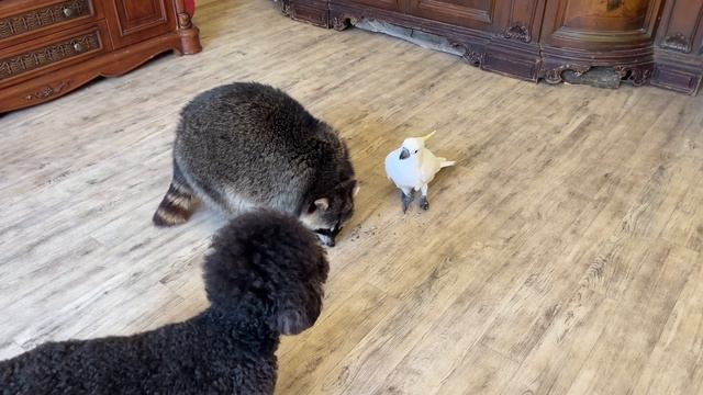 Raccoon Marseille is happy to share seeds with Charlie's parrot. смотреть онлайн