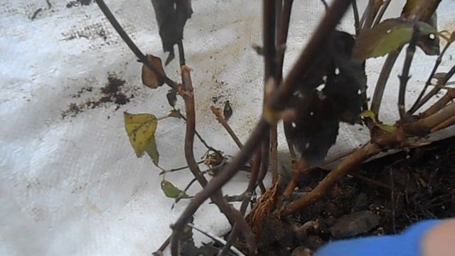 Обрезка древовидной гортензии Хайес Старбест. смотреть онлайн