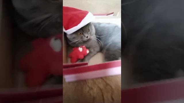 У нас только выпал снежок, а Цезарь уже подготовил Новогодний костюм❄️??? смотреть онлайн