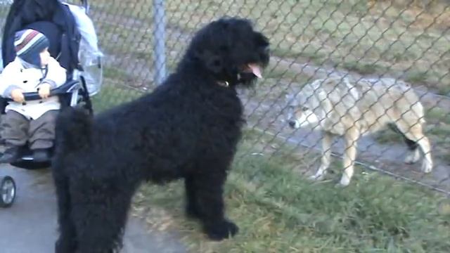 Black russian terrier meeting wolves and bears смотреть онлайн
