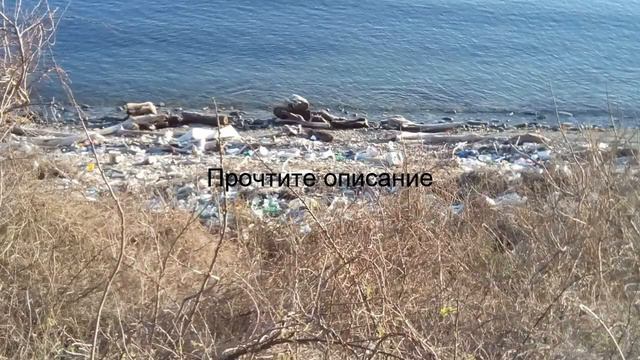 русские сезоны сочи дельфин смотреть онлайн