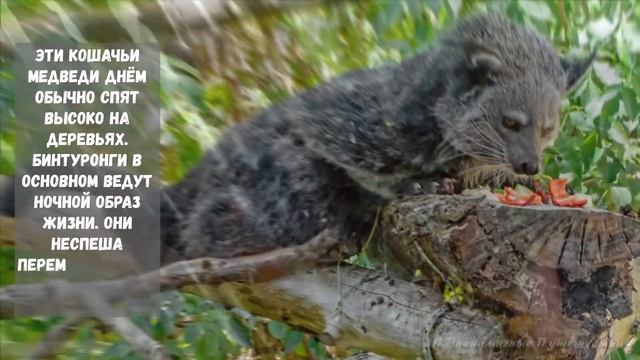 БИНТУРОНГ — добрый Медветокот :) с, который пахнет попкорном смотреть онлайн