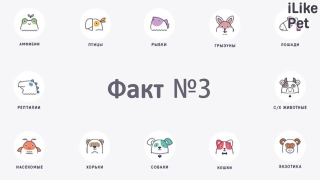 5 интересных фактов о собачьем хвосте смотреть онлайн