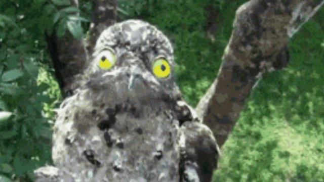 Превращаю друзей в животных! смотреть онлайн