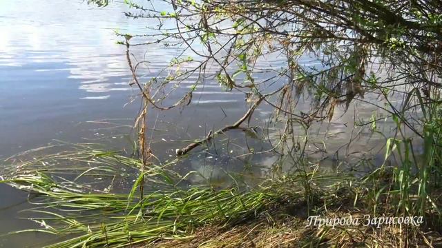 13 Отдых на берегу реки смотреть онлайн