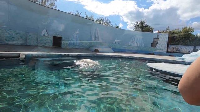 В ЗООПАРКЕ // БЕЛЫЙ СЕВЕРНЫЙ МЕДВЕДЬ // видео 9 смотреть онлайн