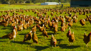 Как выращивают КУРИЦ на свободном выгуле - производство яиц и куриного мяса