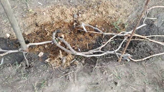 Укрытие винограда на зиму ! 9 ноября 2021 г.