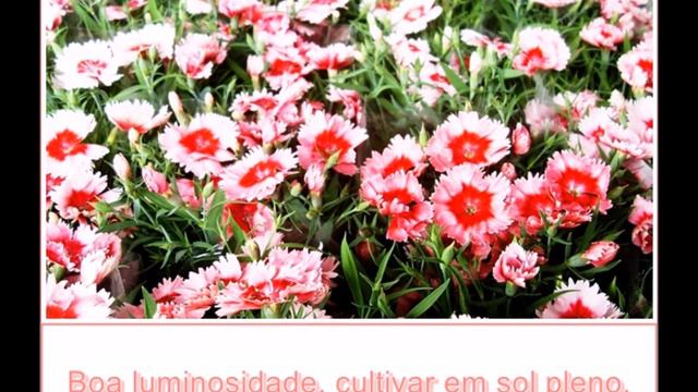 Flor Cravina como cuidar/Cravina how to care/El cuidado de color rosa смотреть онлайн
