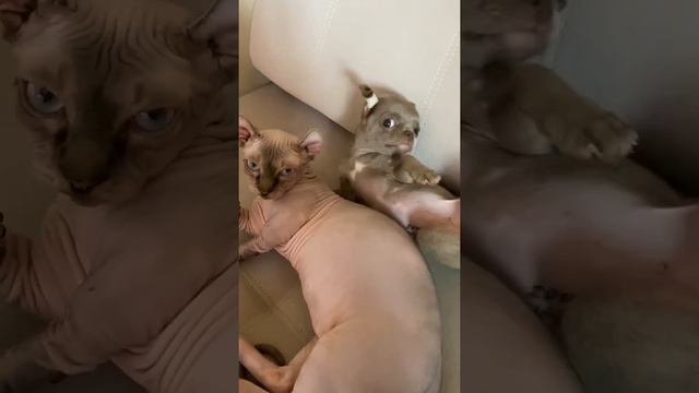 Лучшие друзья сфинкс и чихуахуа, любовь смотреть онлайн