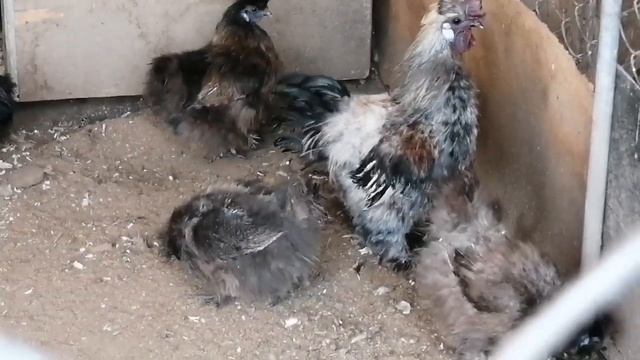 Породная птица в хозяйстве наших друзей смотреть онлайн