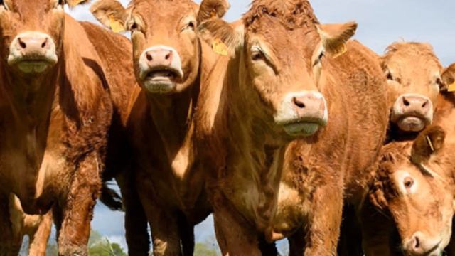 Быки Породы Лимузин содержание и уход | Мясное скотоводство | КРС Лимузинской породы | Мясные бычки смотреть онлайн