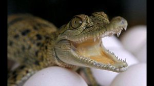 звук детеныша крокодила, the sound of a baby crocodile, 一個鱷魚寶寶的聲音, صوت تمساح طفل