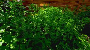 Сад 4 сезона. Елена Марковская.