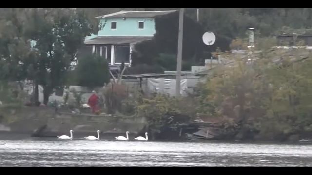 А белый лебедь  на пруду... Здесь девять лебедей на заливе. Запорожье 1.11.2020.