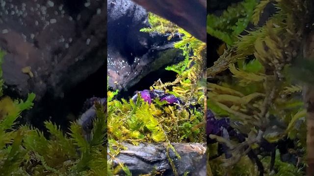 Видео крабика вампира в рутуб