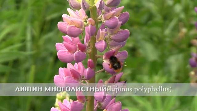 люпин многолистный смотреть онлайн