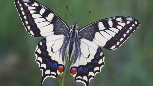 Полет Бабочки.Fly of butterfly. смотреть онлайн