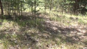 Прогулка с МД Equinox 600 с новой прошивкой 3.1.3