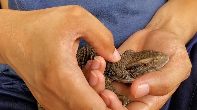 HOW TO HANDLE SAVANNAH MONITOR LIZARD | TEDDY THE SAVVY|SLEEPYHEAD |CharmedExoticsTV | смотреть онлайн