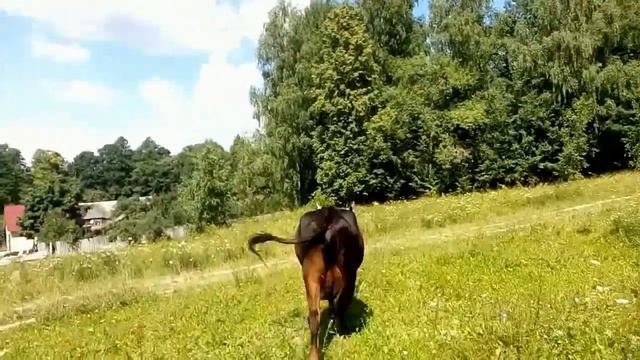 нужен совет по коровам .коровы стали пить мало воды --почему. смотреть онлайн