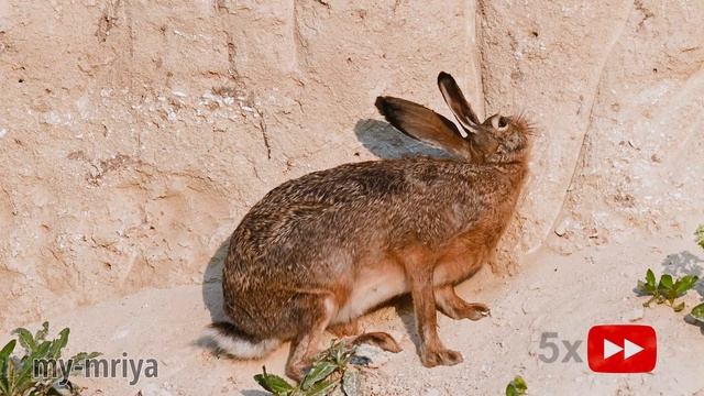 Заяц ест глину смотреть онлайн
