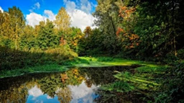 Звуки природы, шум леса, пение птиц, музыка для медитации (sounds of nature, birdsong, forest noise смотреть онлайн