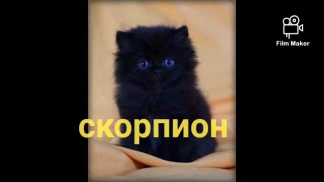 Какой ты котёнок по знаку зодиака смотреть онлайн