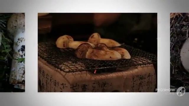 Tricholoma matsutake - fungi kingdom смотреть онлайн