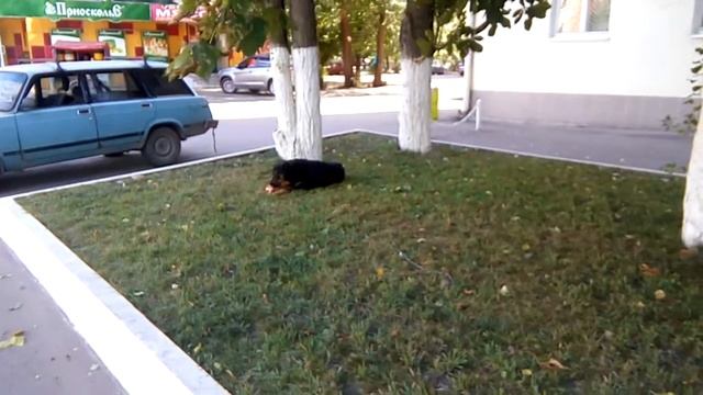 Пёс ест мясо на халяву смотреть онлайн