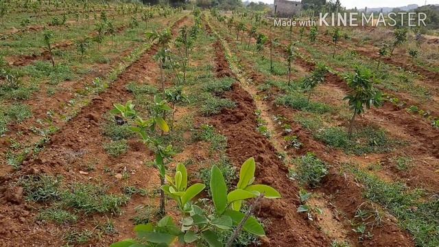 9019162251 Ultra high density Guava plantation at devadurga, Raichur. смотреть онлайн