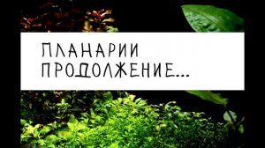 Борьба с планариями. Повторное внесение фебтала