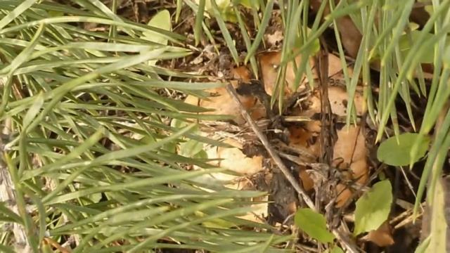 Рыжики, маслята