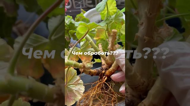 Микориза- мощный стимулятор роста корней у пеларгоний при осенней пересадке смотреть онлайн
