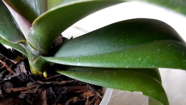 Орхидея выпустила цветонос смотреть онлайн