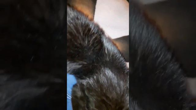 Котик нервничает. Ну и характер! смотреть онлайн