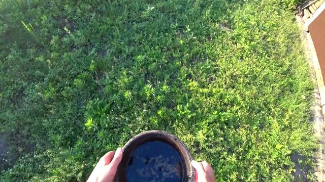 КАК НА ВСЕ ЛЕТО ИЗБАВИТСЯ ОТ СОРНЯКА.Как быстро и дешево избавится от сорняков. смотреть онлайн