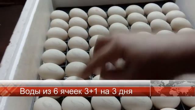 Последняя инкубация мускусных уток смотреть онлайн