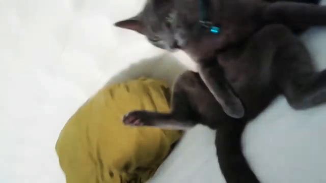 Russian Blue Cat. Порода кошек Русская Голубая в Португалии 🇵🇹 смотреть онлайн