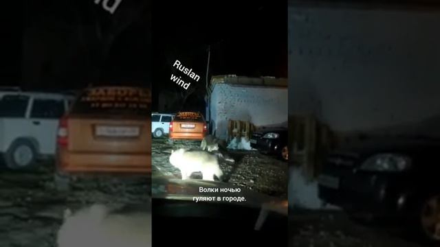 Волки появляются в населённых пунктах РБ РФ февраль 2020 год. смотреть онлайн
