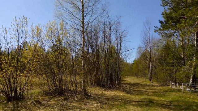 Прогулка С Собаками\Про Зайца и Медвежонка\Старое Деревенское Кладбище В Глухом Лесу смотреть онлайн