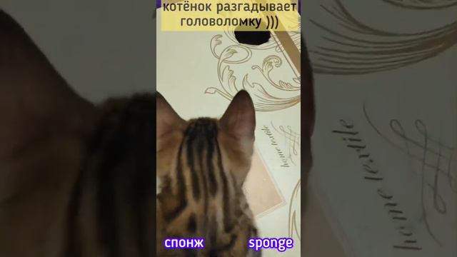 Golden_Vasya_cat 🤣🐈 #приколы #кот #бой #вася #тигр #юмор #cat #tiger #bengal #Katze #猫 #猫咪 #बिल्ली смотреть онлайн