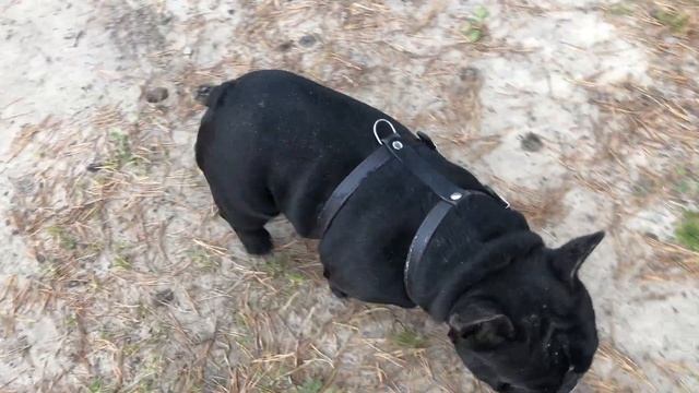 Французские бульдоги БумОсики. Тест-драйв новой шлейки. смотреть онлайн