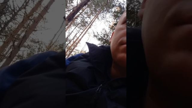 #грибы #грибалка #опята #ежовик #лес #дикаяприрода #тихаяохота #грибники Пробую грибы на вкус!!! смотреть онлайн