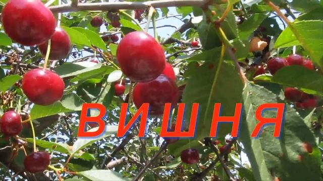 Черешня. смотреть онлайн