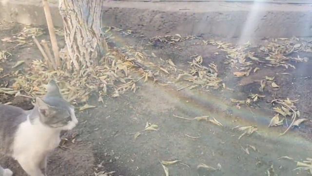 🐈Наш Пушок и соседский кот🐱 Дружба или нет? смотреть онлайн