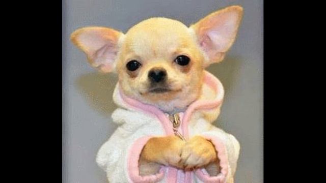 307# "Скажи мне,милая" смотреть онлайн