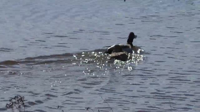 Милые уточки смотреть онлайн