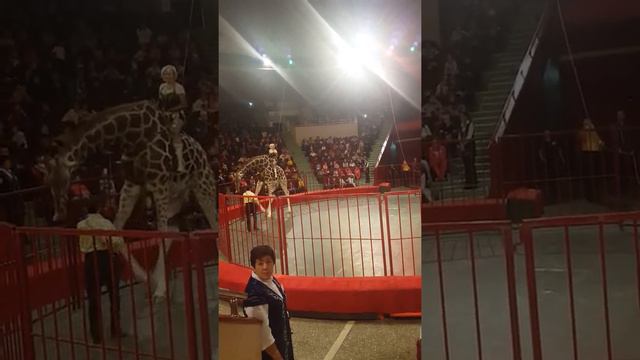 Единственная наездница на жирафе Виноградова! смотреть онлайн