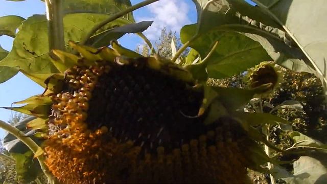 Как спасти ваш урожай Как отпугнуть птиц от вашего урожая смотреть онлайн